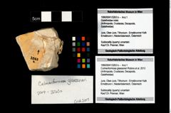 Foto (Objekt + Etikett) von Culmenformosa glaessneri (Robins et al., 2013)  (NHMW-GEO-1990-0041-3263b)